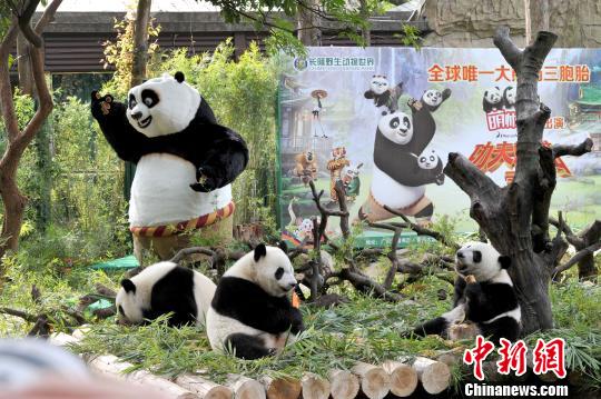 广州长隆野生动物世界26日公布，生于长隆的全球唯一大熊猫三胞胎，将登上大银幕，“参演”《功夫熊猫3》。