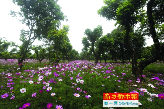 广州海珠湿地公园明年将收费 门票50元每天限