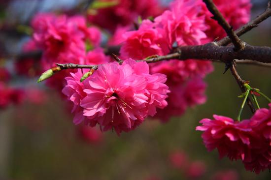 又是一年樱花烂漫时 春节从化赏樱预告与攻略
