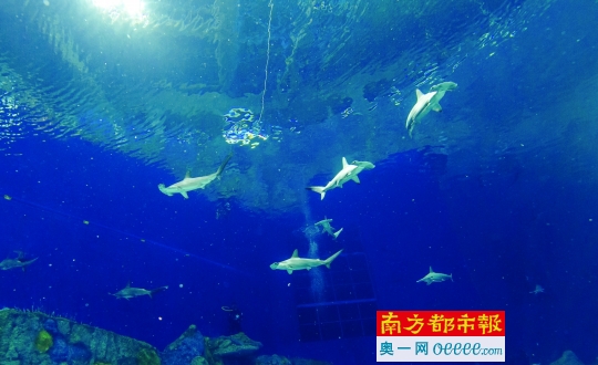 世界海洋馆大事件 20头双髻鲨落户珠海长隆