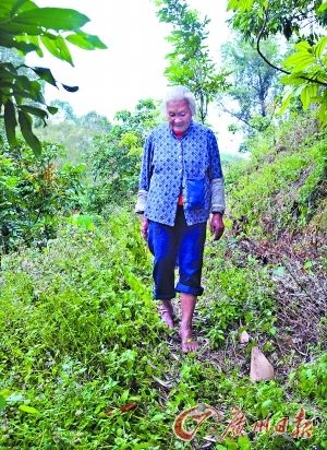 刘婆婆赤脚上山捡拾柴草如履平地。