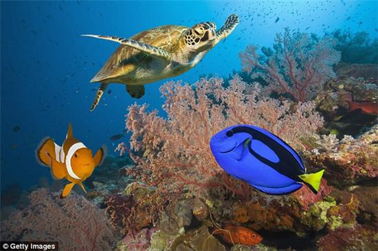 魅力出游澳大利亚大堡礁