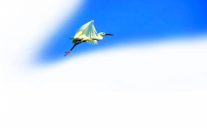 候鸟在南沙湿地公园芦花丛中飞过。