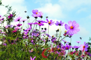 半月岛湿地公园盛开的鲜花引来无数蜜蜂。广州日报记者何波摄