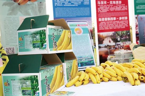 麻涌香蕉岭南佳果 源远流长_东莞频道