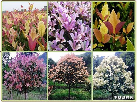 中华彩桂园 绍兴彩叶桂打造美丽生态城市_阳江