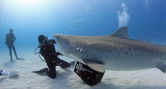 美勇敢潜水员与虎鲨亲密无间:教鲨鱼跳华尔兹_佛山频道_新浪广东_新浪网