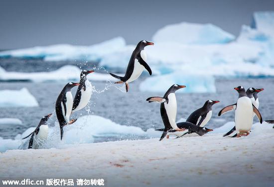 摄影师拍摄南极企鹅跃出海面飞翔画面_江门频