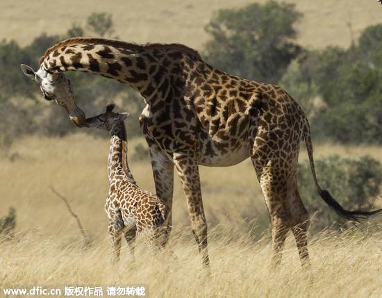 肯尼亚长颈鹿母亲亲吻孩子的有爱瞬间_江门频道