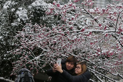 台北市阳明山24日积雪深厚，一棵盛开的樱花被白雪覆盖，民众拿起手机自拍留念。