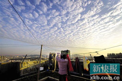 ■昨日上午,广州出现漂亮的鱼鳞云。新快报记者 宁彪/摄