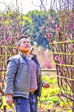 今年桃花可能会贵。广州日报记者骆昌威 通讯员郭飞华摄