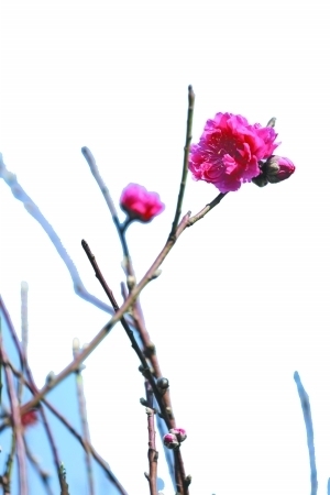 海北桃花和石马桃花齐名。广州日报记者骆昌威 通讯员郭飞华摄