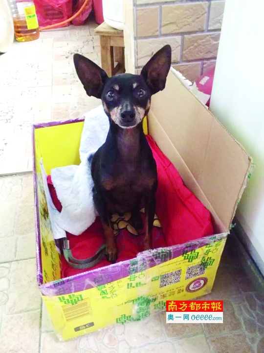 陈先生收留的“小鹿犬”，他用纸箱给小狗做了一个温暖的窝。