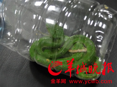 广州海关查获数十活体蛇蝎动物