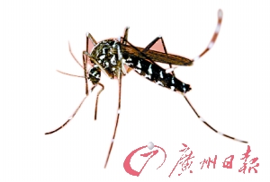 广州市第八人民医院,为防止广东首例输入性寨卡病毒病例在住院期间被蚊虫叮咬,医院特意在病床上加了蚊帐。广州日报记者乔军伟 摄