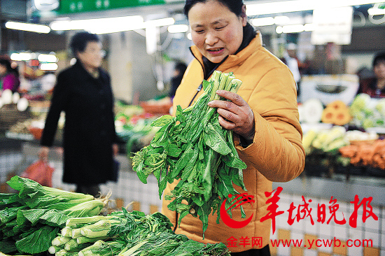 预计正月十五后，青菜价格将恢复正常 羊城晚报记者 林桂炎 摄