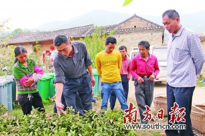发放茶苗给村民种植。