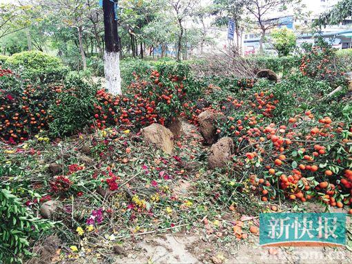 ■广州市天河区一个年花年桔临时收集点堆满了废弃的年花、年桔。　方阳麟/摄
