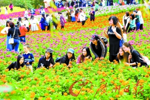 市民在百万葵园赏花