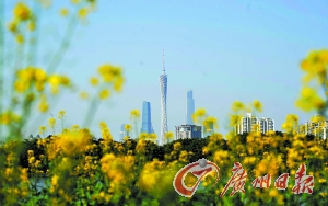 2月29日,阳光明媚,“广州蓝”又现,海珠湖油菜花盛开。广州日报记者邱伟荣 摄