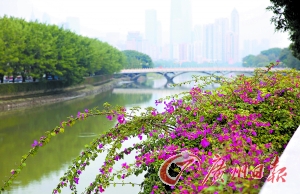 二沙岛路边的鲜花。广州日报记者曹景荣摄