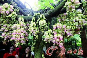 禾雀花 广州日报记者高鹤涛摄