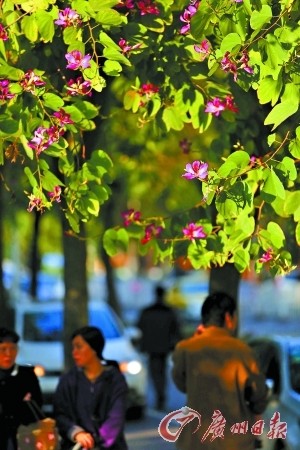流花路上的紫荆花。 广州日报记者曹景荣摄