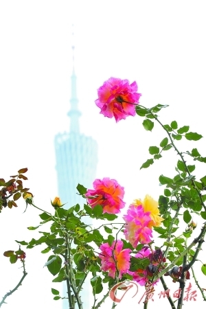 花城广场鲜花吐艳。 广州日报记者杨耀烨摄