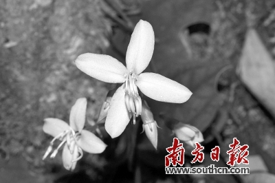 惠东莲花山发现一种隶属于野牡丹科的植物新物种。 受访者供图