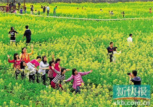 广州市花都区梯面镇油菜花田面积过百亩，游人可走进花海中拍照留念。通讯员供图
