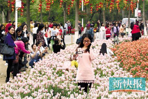 前几日，广州市民趁着天气好，到海珠湖赏花。　新快报记者 毕志毅/摄