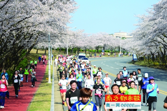 4月正是庆州的樱花最美时。资料图片