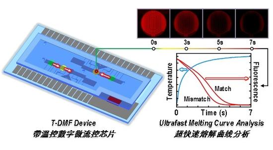 7秒能检测基因变异的蕊片 澳门大学做到