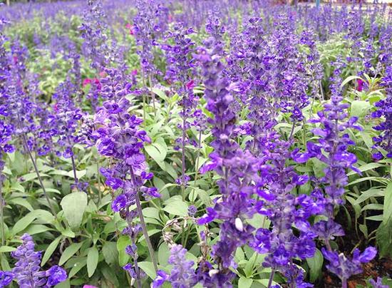 放假周边游:清明小长假深圳周边自驾游哪里最好玩