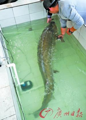 渔民在珠江口捕获的鲟鱼长约两米，重约200斤。广州日报记者邱伟荣 摄