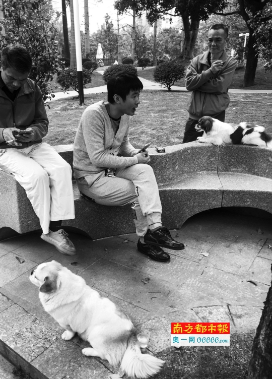 昨日下午，在海印桥底林则徐纪念公园内，市民在遛狗。南都记者 黎湛均 摄