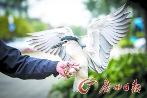 经鉴定，这只大鸟是夜鹭，是广东省重点保护野生动物。