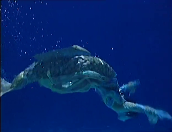 媲美明星毫不逊色 百条美人鱼上演绝美画面_新浪广东_新浪网