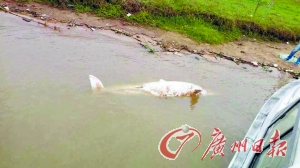 白海豚被发现时已浮在河面。