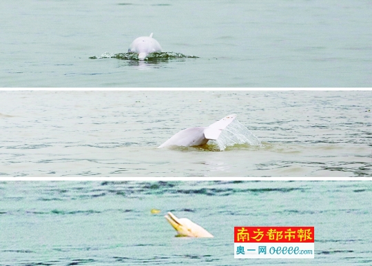 迷途中华白海豚的正面亮相、跃出水面、捕捉飞鱼……一幅幅画面都曾成为清远市民关注的热点。清远日报记者吴明 摄