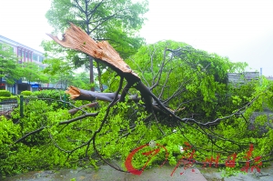 大风直接把树拦腰刮断。 　　广州日报记者陈枫摄