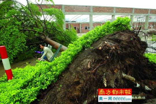 4月12日下午，顺德乐从荷岳路，路边的大树被狂风连根拔起。昨日佛山遭遇强降雨和大风突袭，禅城南庄、南海丹灶最大阵风达11级，顺德乐从出现10级阵风。顺德禅城7000余户停电，部分线路仍在抢修，乐从部分厂房受损。 南都记者 孙振飞 摄