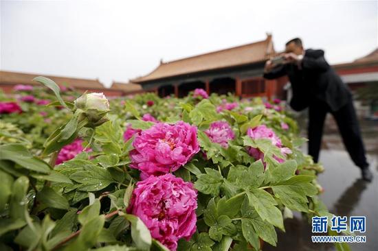 4月12日，游人在北京故宫观赏牡丹。