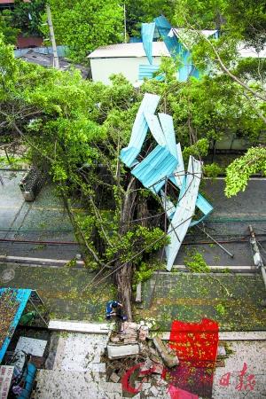 小洲工业区有大榕树倒下，多根电线杆折断。广州日报记者苏俊杰摄