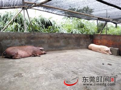 屠宰点里还有两头待宰的生猪