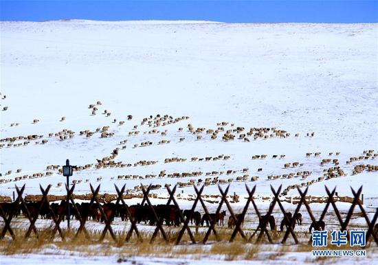 4月17日，在甘肃山丹马场草原，牧群在雪地里行进。