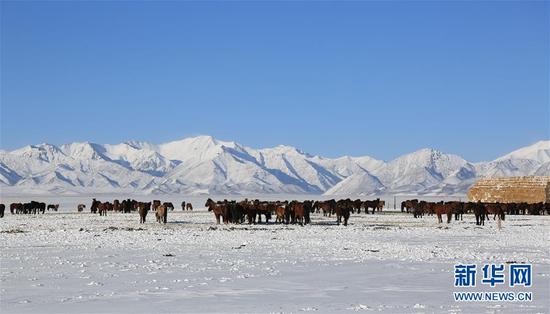  4月17日，在甘肃山丹马场草原，马群在雪地里觅食。