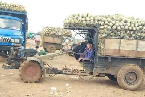 湛江徐闻菠萝滞销 1毛1斤无人问津_湛江频道