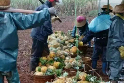 湛江徐闻菠萝滞销 1毛1斤无人问津_湛江频道